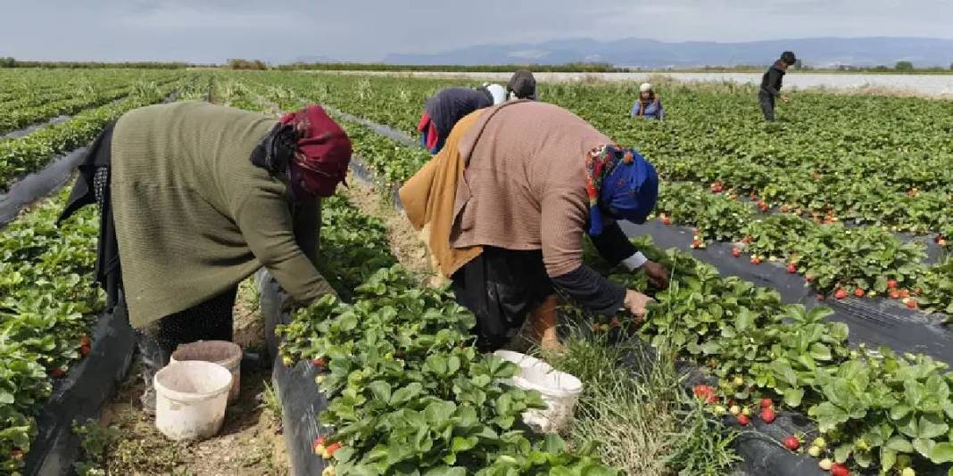 Mersin’de hasat ediliyor, uçak kargoyla Dubai ve Katar’a yollanıyor: Kilosu 75 TL 3